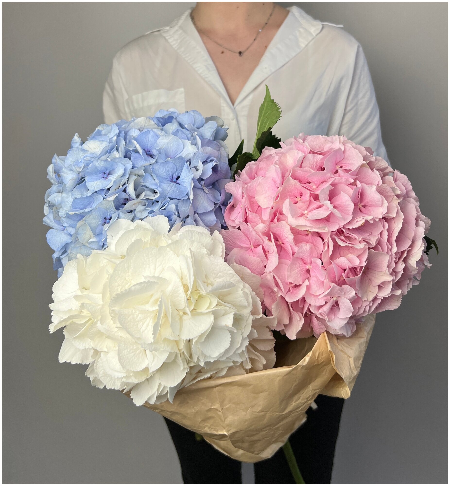 101 гортензия