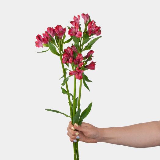 Three red Alstromeria