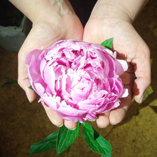 Piones Sarah Bernard