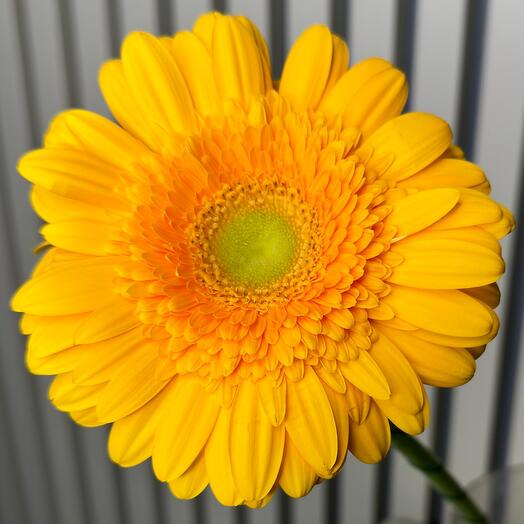 Yellow Herbers Liberty