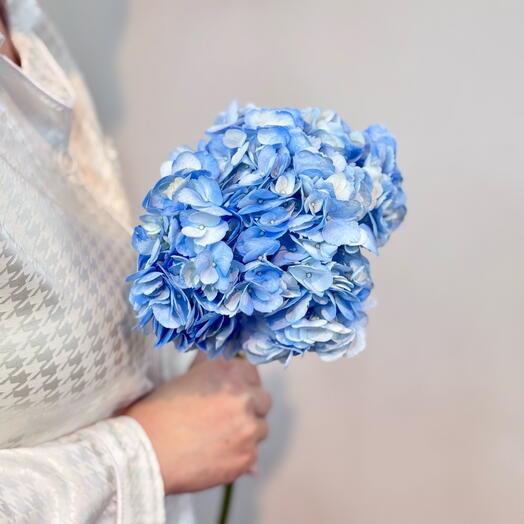 Синяя гортензия / гидрангия  💙