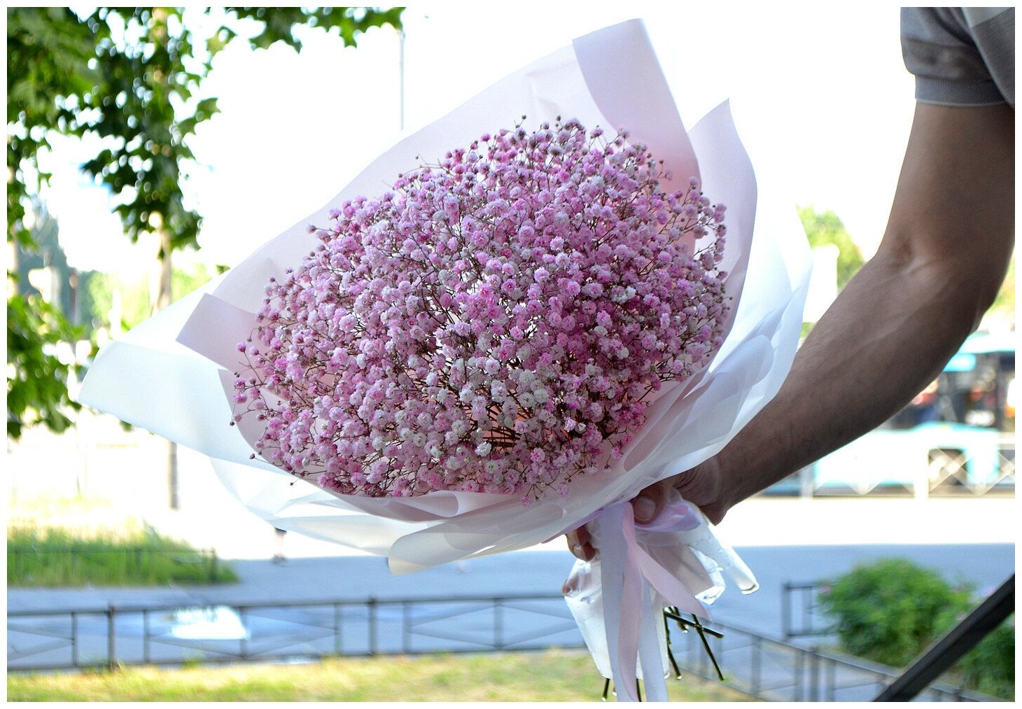 31 гипсофила