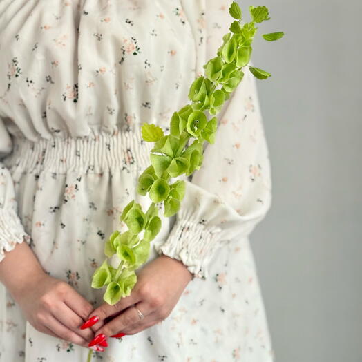 Интерьерная Молюцелла 🌿