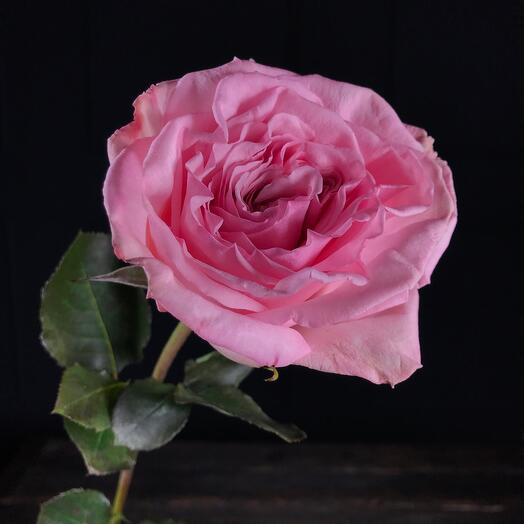 Ароматная роза Пинк О Хара 60 см