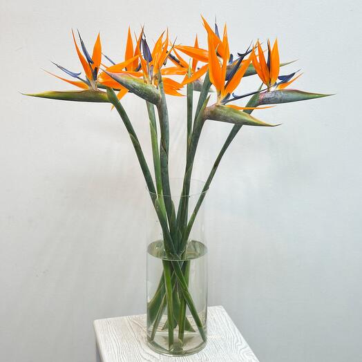 7 Стрелиций в стеклянной вазе