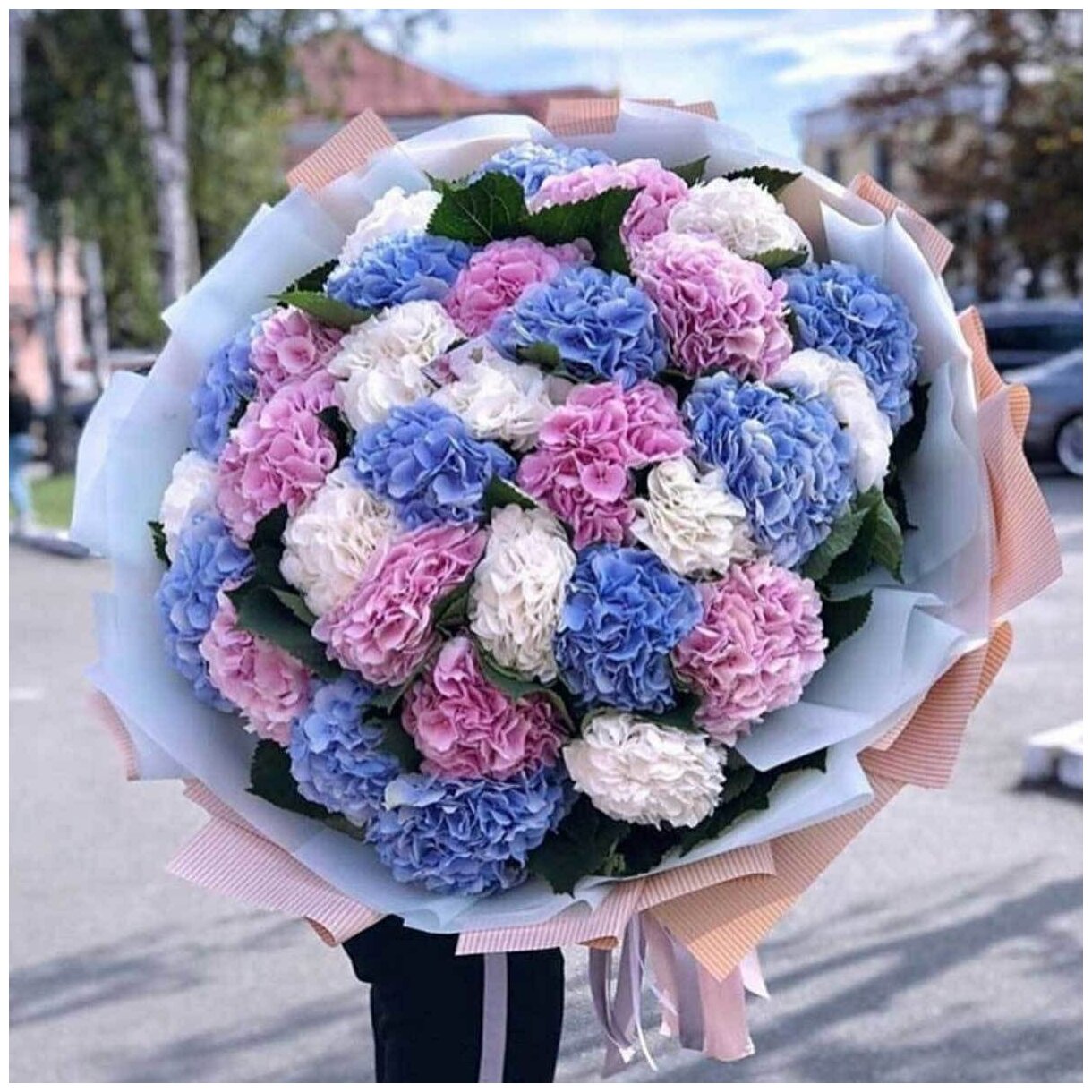 25 гортензия