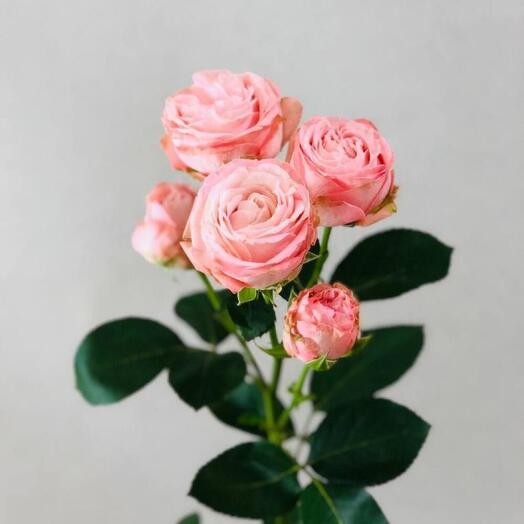 Пионовидная кустовая роза мадам бомбастик