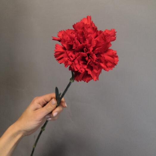Carnation is red