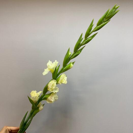 Гладиолус бежевый