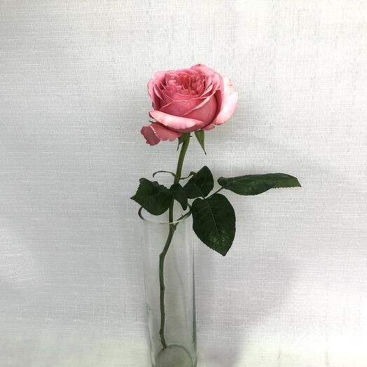 Пионовидная Роза Пинк экспрешн