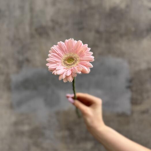 Гербера мини