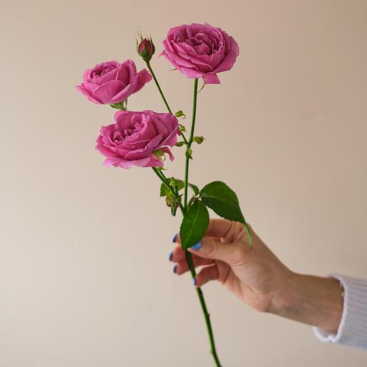 Роза кустовая  пионовидная Мисти Баблс