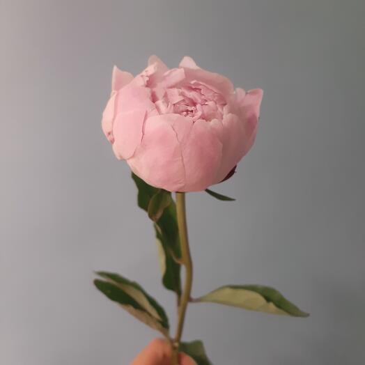 PION "Sarah Bernard"