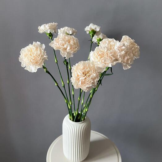 Гвоздика (диантус) брют