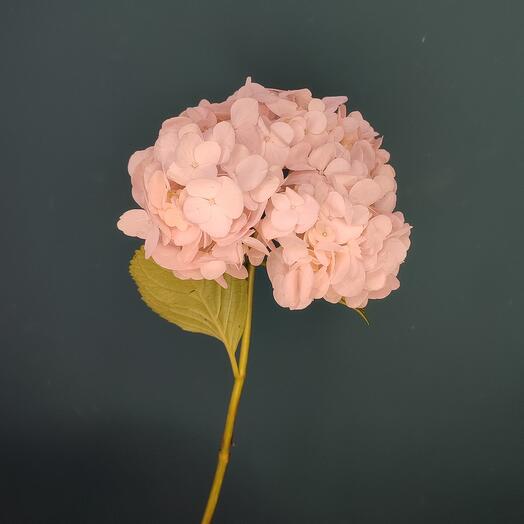 Гортензия розовая