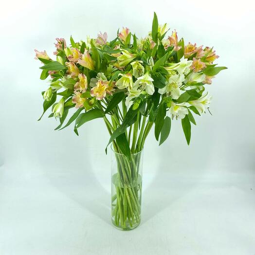 Букет цветов альстромерии 25 шт без упаковки