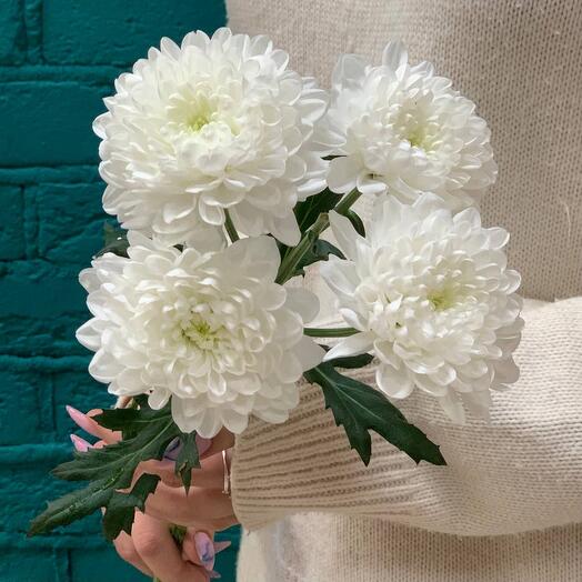 Хризантема кустовая белая