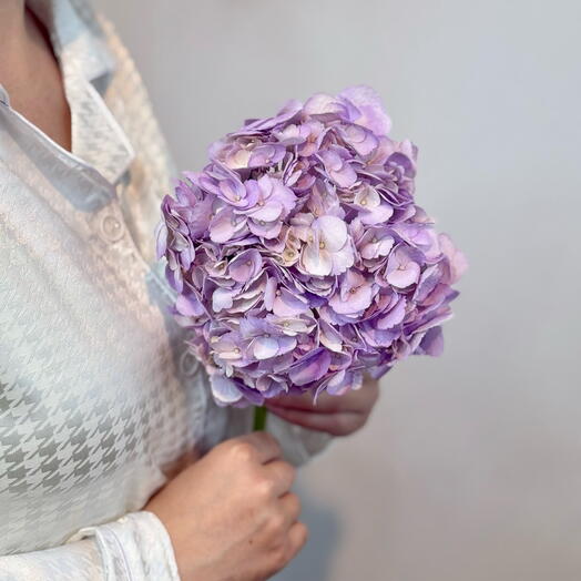 Сиреневая гортензия / гидрангия 🔮