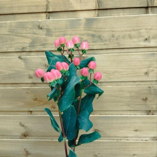 Hypericum red (3pcs) height 40 cm