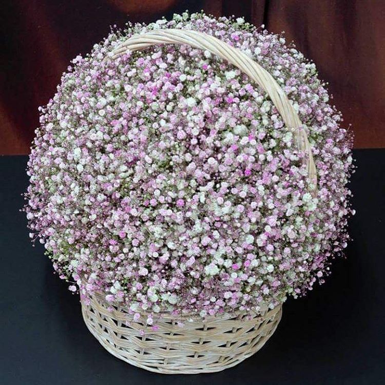 31 гипсофила