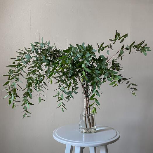 Эвкалипт парвифолио