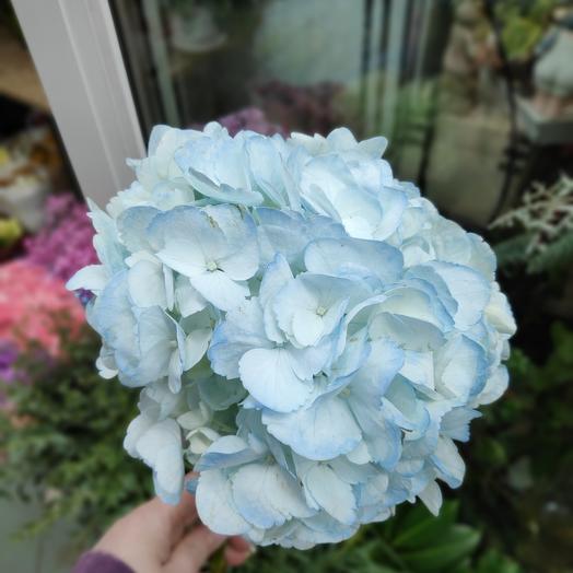 Hydrangea