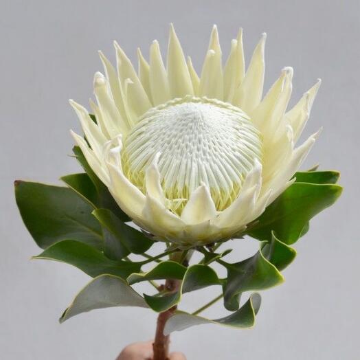 Протея  белая
