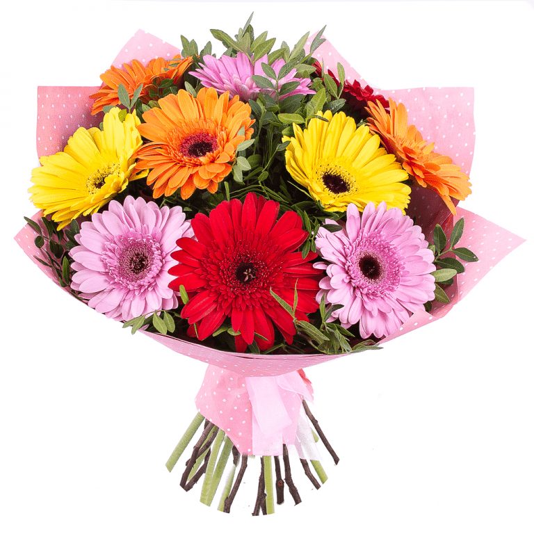 11 gerberas