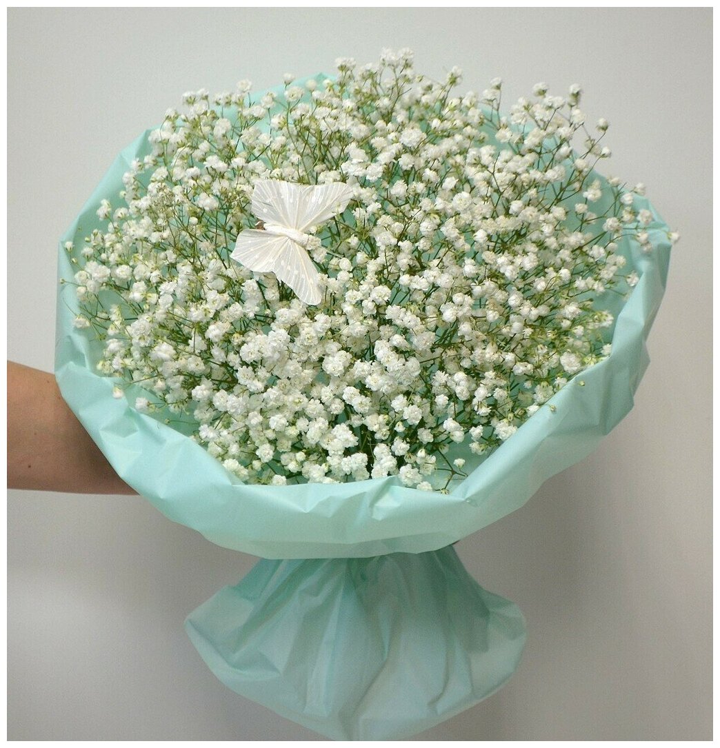 21 gypsophila
