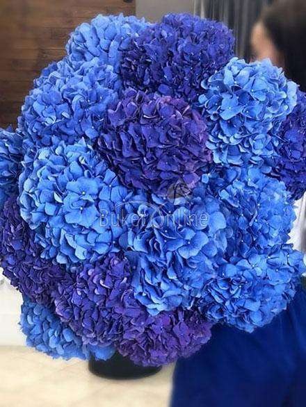 21 гортензия