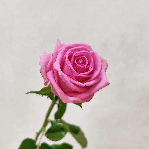 Розы розовые Аква 50 см