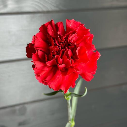 Carnation is red