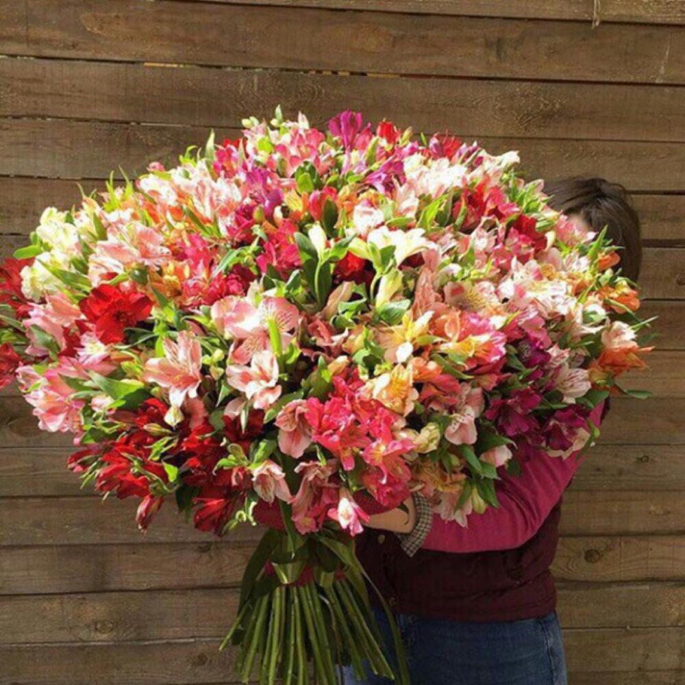101 alstroemeria