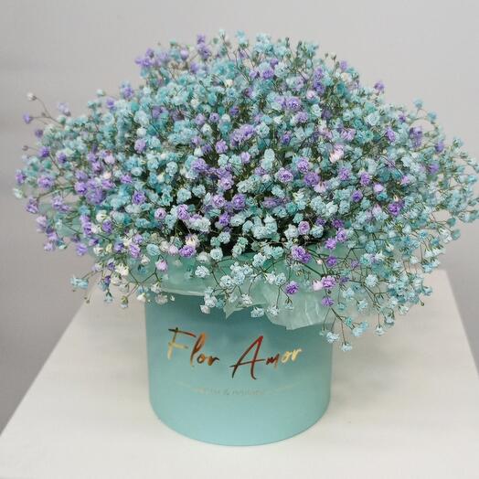 Гипсофила в коробке