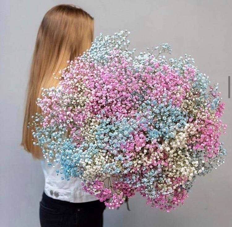25 gypsophila