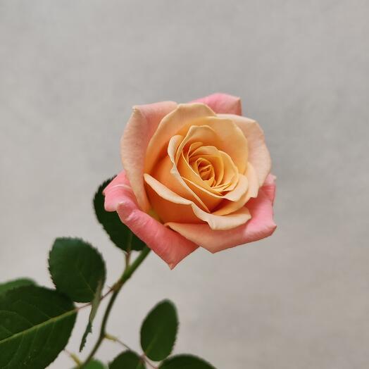 Roses peach pighi 50 cm