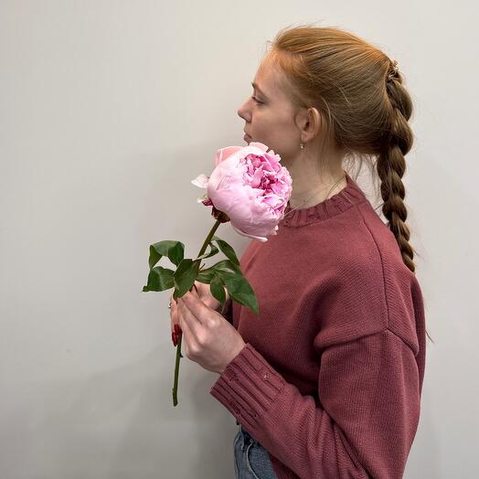 Пион Сара Бернар ароматный