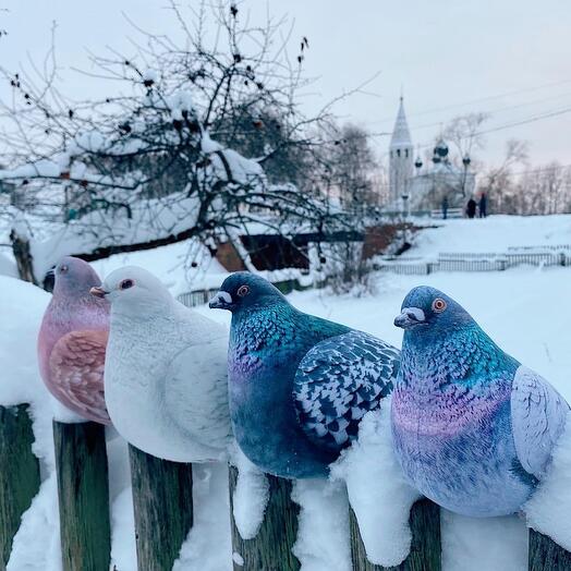 Продаются четверо мягких голубей