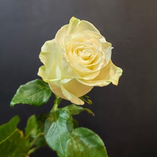 Роза Эквадор белая 55см