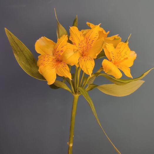 Альстромерия жёлтая