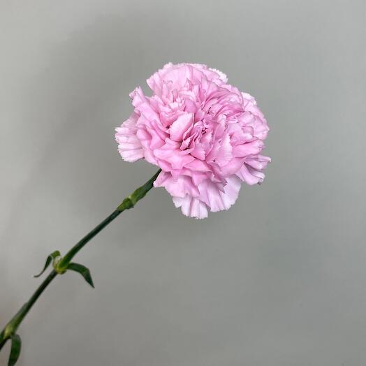 Гвоздика сортовая Clear