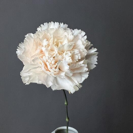 Carnation is delicate brut