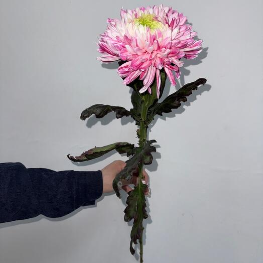 Хризантема