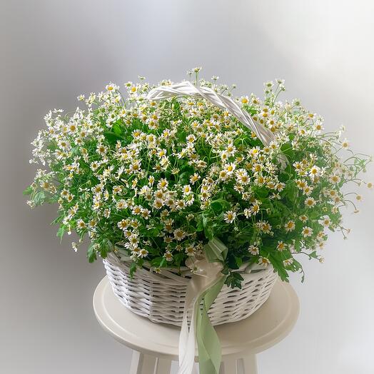 Корзина с полевыми ромашками
