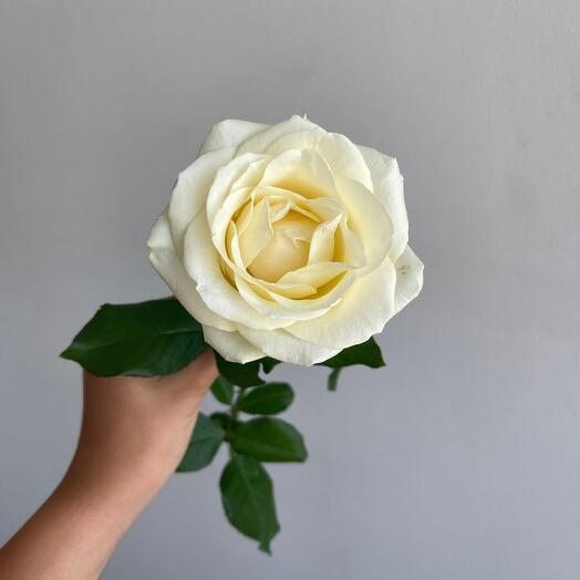 Rosa White variety "Avange" 50cm