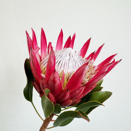 Королевская Протея
