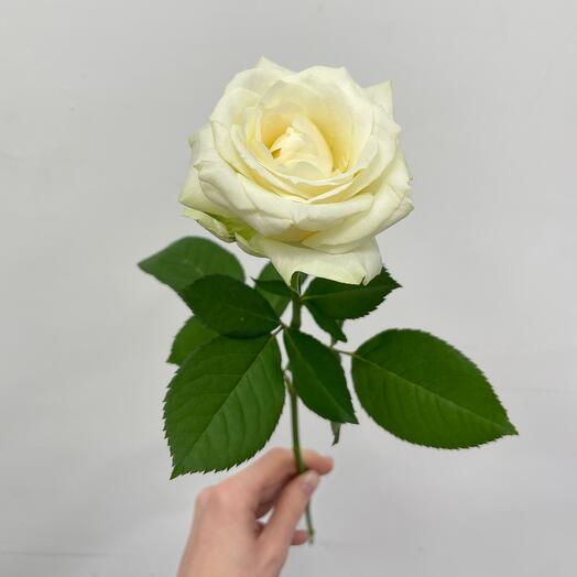 Rose VIP Premium 50 cm (from 15 pcs.)