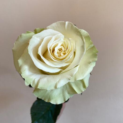 Роза Эквадор мондиаль 60 см