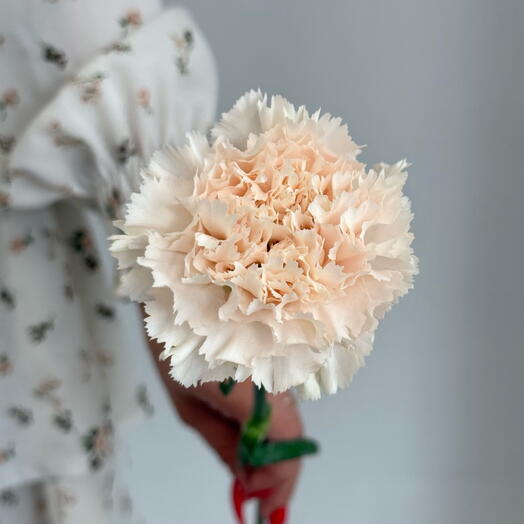 Кружевная кремовая гвоздика «Брют»