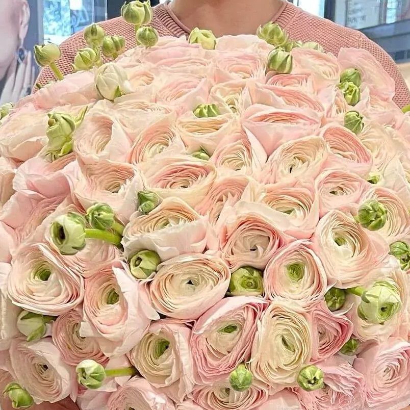 101 ранункулюс